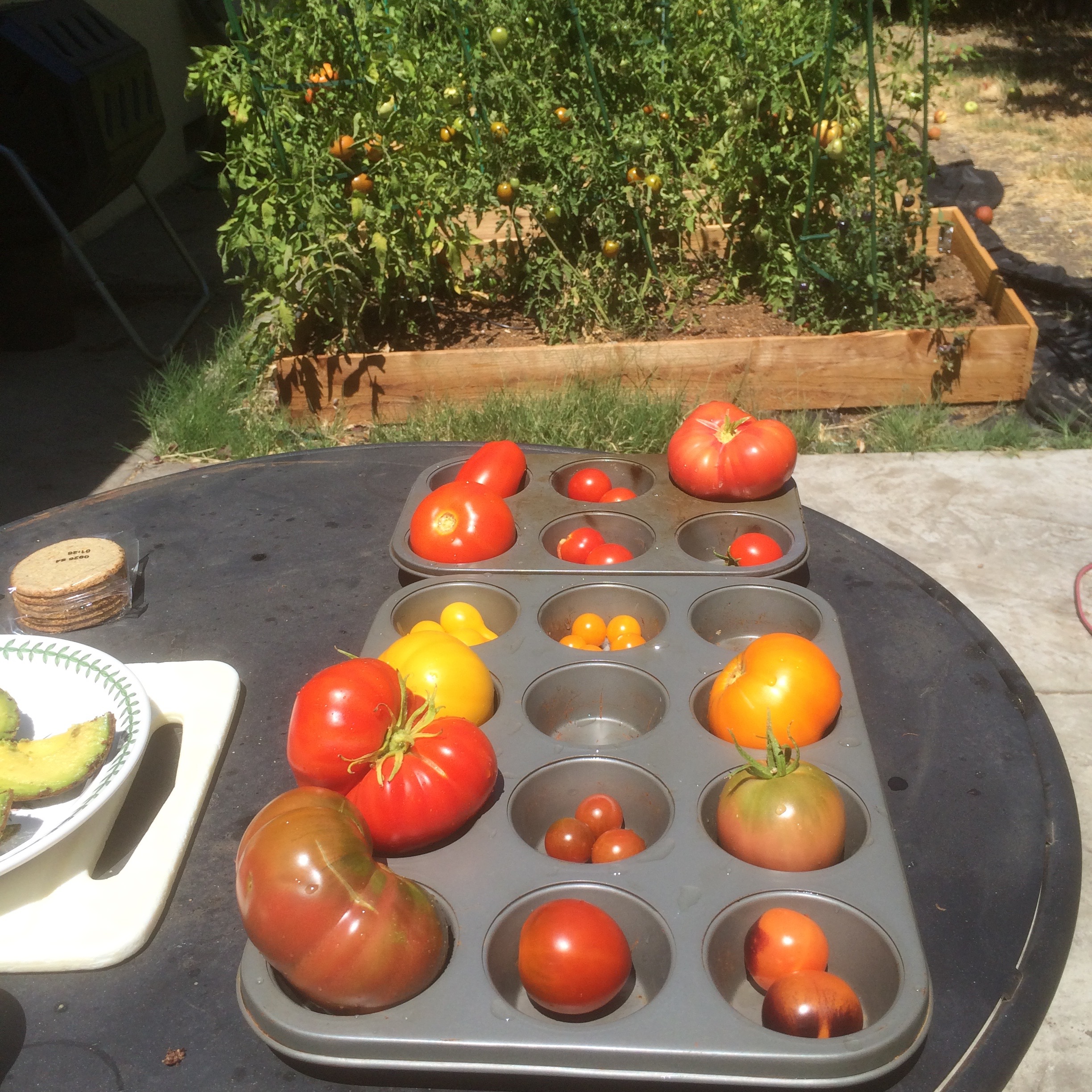 Tomato garden